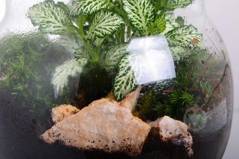 Тераріум у пляшці 16х20 см - фото 3