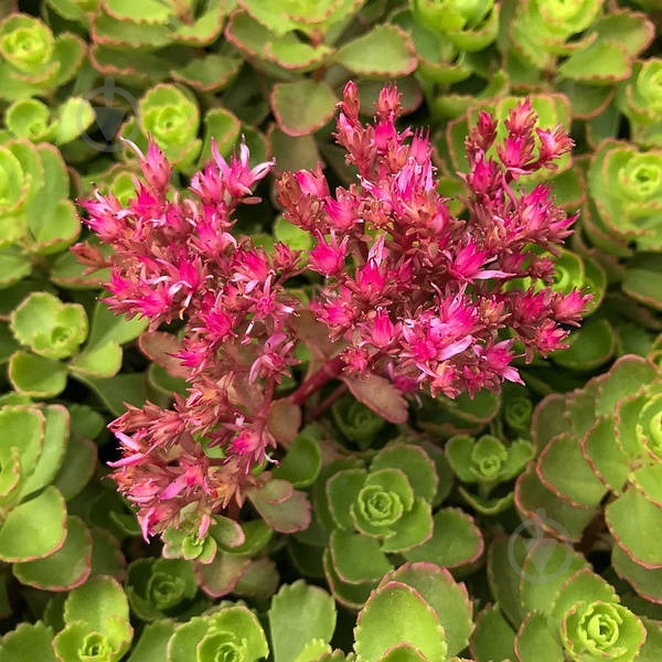 Растение Очиток ложный p9 - фото 2