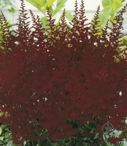 Корневище Яскрава Астильба Etna 1 шт. - фото 1