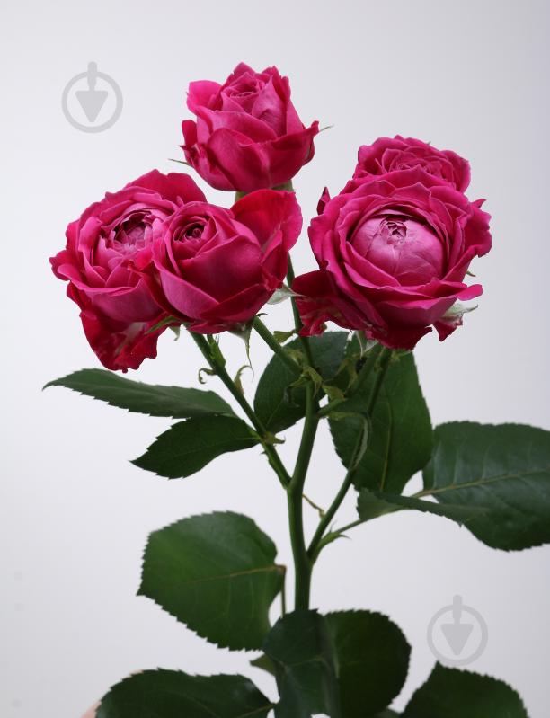 Троянда Марвелоус Баблз спрей (кущова) піоновидна 55 см малинова (Україна) - фото 2