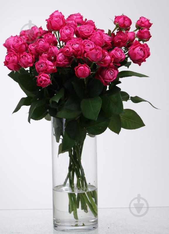 Троянда Марвелоус Баблз спрей (кущова) піоновидна 55 см малинова (Україна) - фото 1