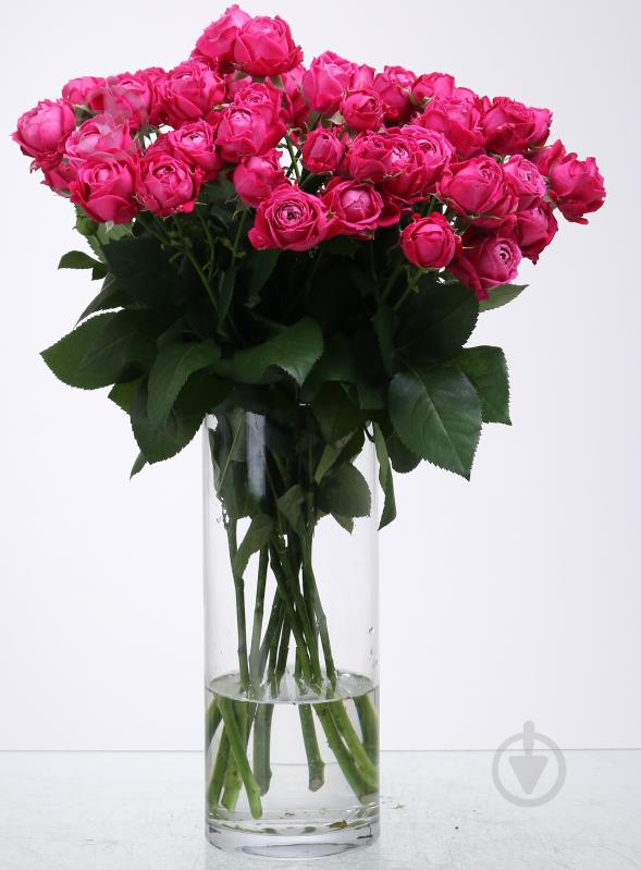 Троянда Марвелоус Баблз спрей (кущова) піоновидна 55 см малинова (Україна) - фото 3