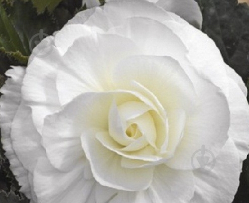 Луковица Яскрава Бегония полная Белая 1 шт. - фото 1 Луковица Яскрава Бегония полная Белая 1 шт. - фото 1