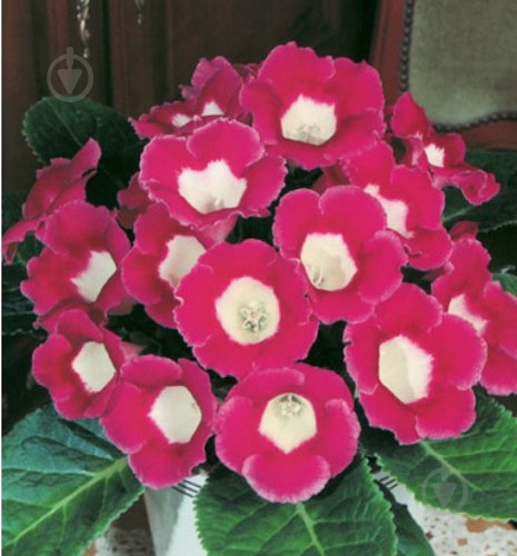 Луковица Яскрава Глоксиния Blanche de Meru 1 шт. - фото 1