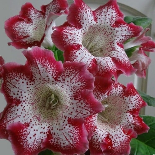 Цибулина Яскрава Глоксінія Tigre Red - фото 1