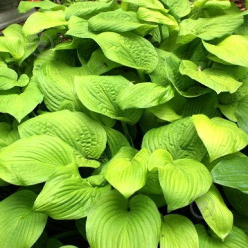 Корневище Яскрава Хоста August Moon 1 шт. - фото 1