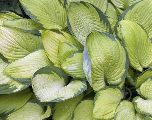 Корневище Яскрава Хоста Gold Standard 1 шт. - фото 1