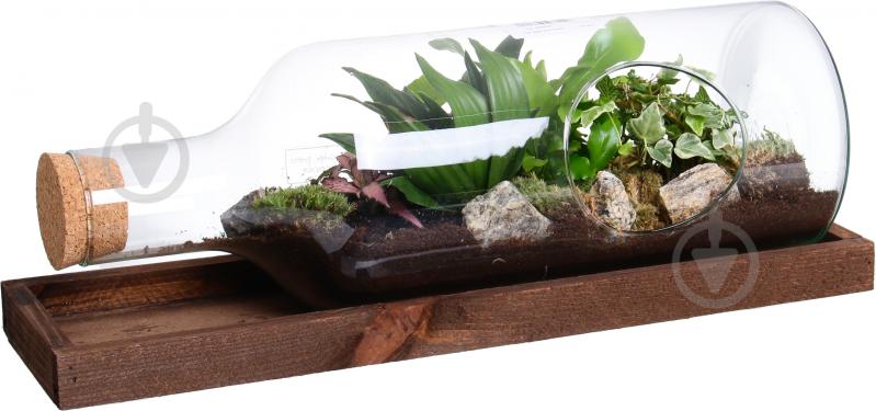 Тераріум в пляшці горизонтальній 48х20 см - фото 1
