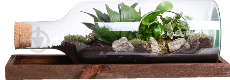 Тераріум в пляшці горизонтальній 48х20 см - фото 2