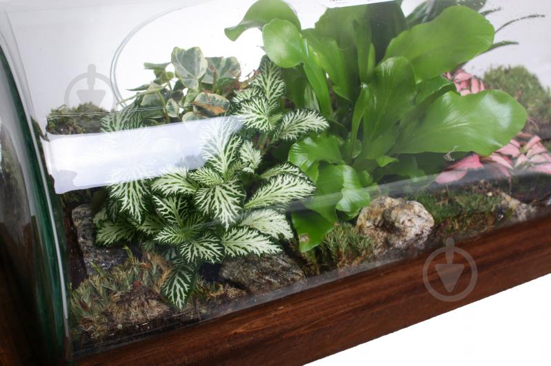 Тераріум в пляшці горизонтальній 48х20 см - фото 5