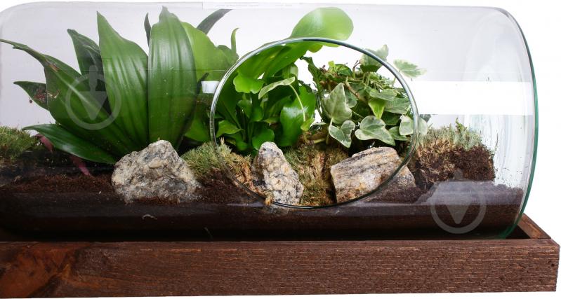 Тераріум в пляшці горизонтальній 48х20 см - фото 3