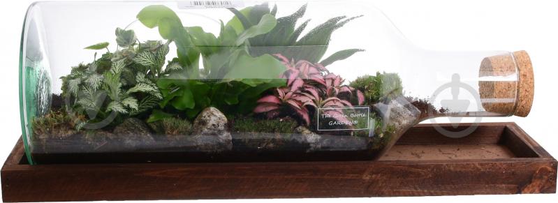 Тераріум в пляшці горизонтальній 48х20 см - фото 7