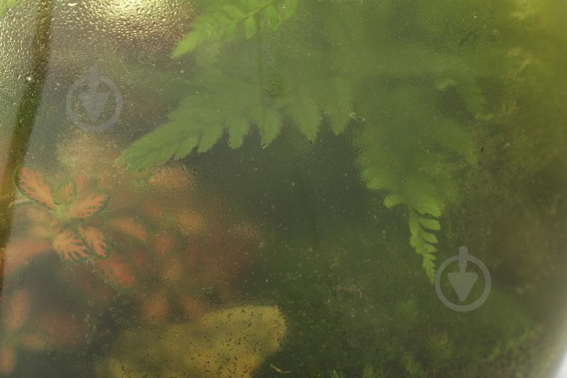 Террариум в лампе 24x40 см - фото 3 Террариум в лампе 24x40 см - фото 3