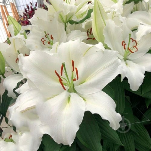 Луковица Яскрава Лилия OT гибрид Appleton 1 шт. - фото 1