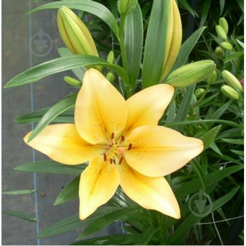 Цибулина Яскрава Лілія LA гібрид Donau 1 шт. - фото 1