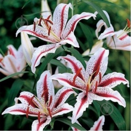 Луковица Яскрава Лилия ориентальная Dizzy 1 шт. - фото 1 Луковица Яскрава Лилия ориентальная Dizzy 1 шт. - фото 1