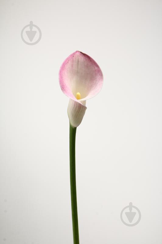 Калла Pink Design 70 см розовая (Нидерланды) - фото 1 Калла Pink Design 70 см розовая (Нидерланды) - фото 1