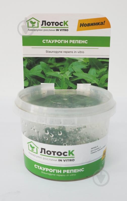 Рослина акваріумна Лотос Стаурогін репенс (Staurogyne repens) in vitro - фото 3