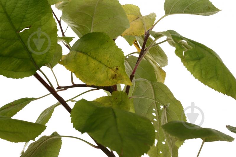 Саженец Яблоня в ассортименте 5 р (L.25) - фото 4 Саженец Яблоня в ассортименте 5 р (L.25) - фото 4