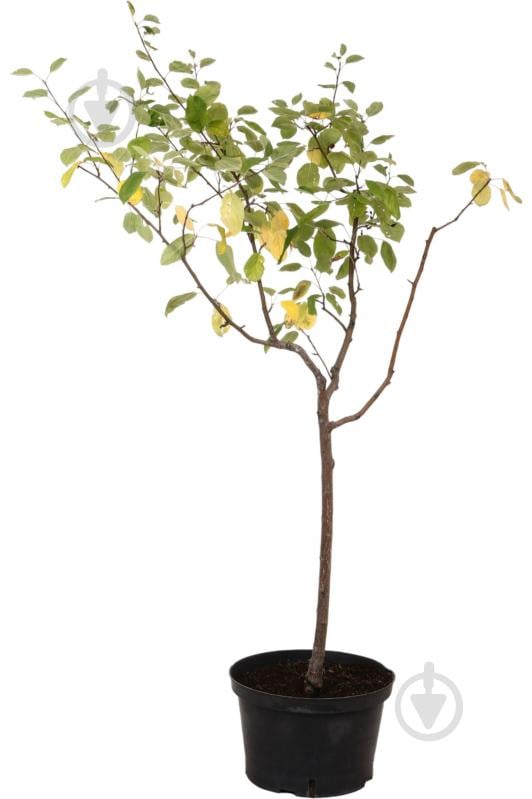 Саженец Яблоня в ассортименте 5 р (L.25) - фото 1 Саженец Яблоня в ассортименте 5 р (L.25) - фото 1