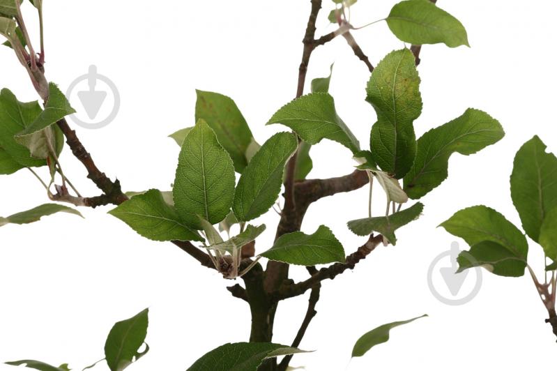 Саженец Яблоня в ассортименте 5 р (L.25) - фото 3 Саженец Яблоня в ассортименте 5 р (L.25) - фото 3