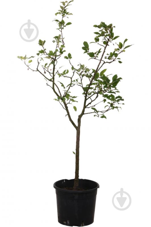 Саженец Яблоня в ассортименте 5 р (L.25) - фото 2 Саженец Яблоня в ассортименте 5 р (L.25) - фото 2