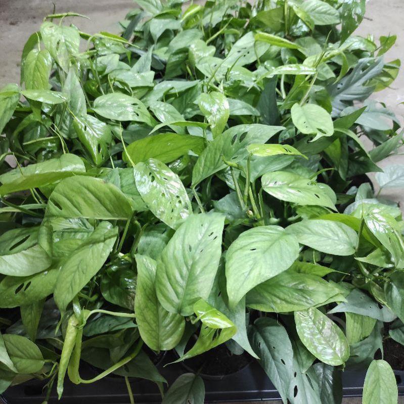 Растение Эпипремнум 12х20 Cebu Blue - фото 1