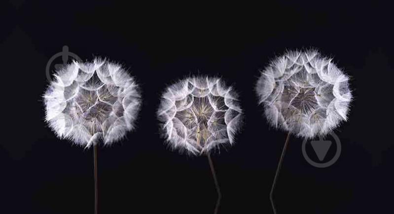 Репродукція AF20190825 Dandelion Clock 030 50x100 см RozenfeldArt - фото 1