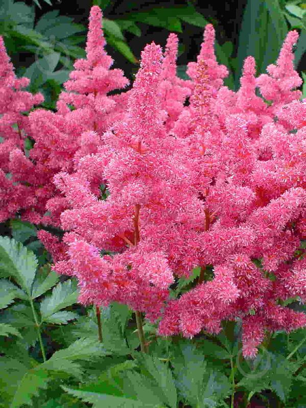 Кореневище астільби Бонн 1 шт. - фото 1