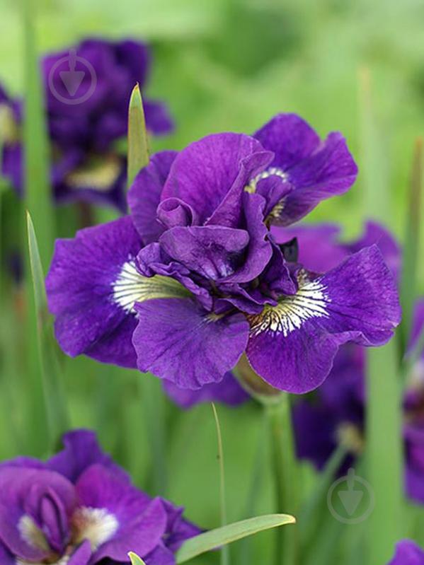 Корневище ириса Кебум 1 шт. - фото 1 Корневище ириса Кебум 1 шт. - фото 1