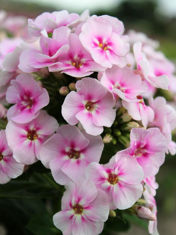 Кореневище флокса Юнік Біколор 1 шт. - фото 1