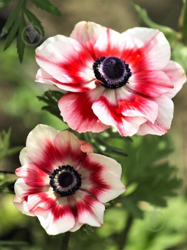 Корнеклубень анемоны Биколор 5 шт. - фото 1 Корнеклубень анемоны Биколор 5 шт. - фото 1