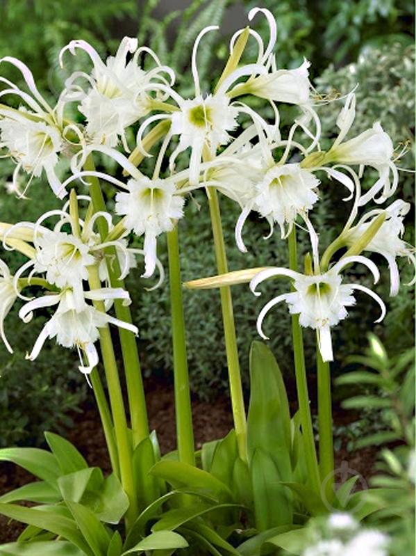 Луковица исмене фесталис 1 шт. - фото 1 Луковица исмене фесталис 1 шт. - фото 1