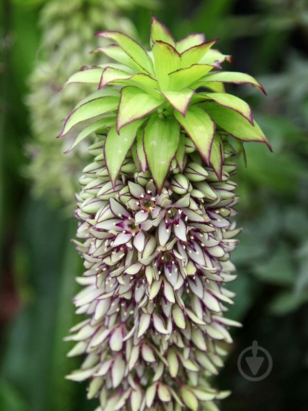 Луковица эукомис биколор 1 шт. - фото 1 Луковица эукомис биколор 1 шт. - фото 1