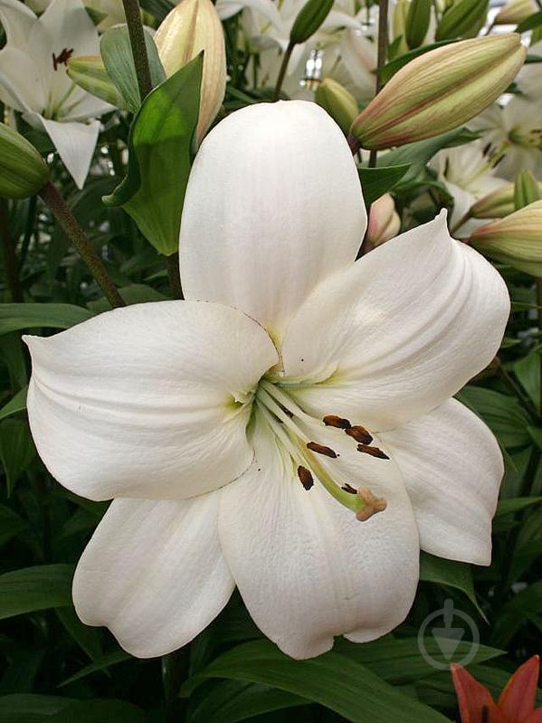 Луковица лилии ЛА Литоувен 1 шт. - фото 1