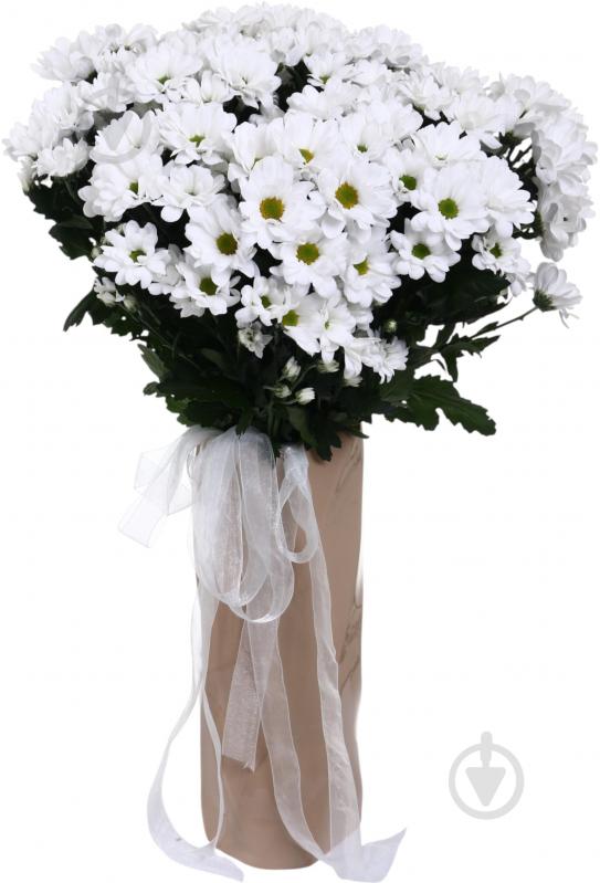 Хризантема Ilonca белая (Нидерланды) - фото 2