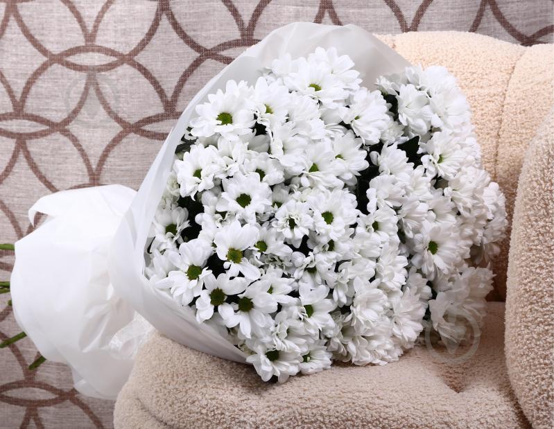 Хризантема Ilonca белая (Нидерланды) - фото 3