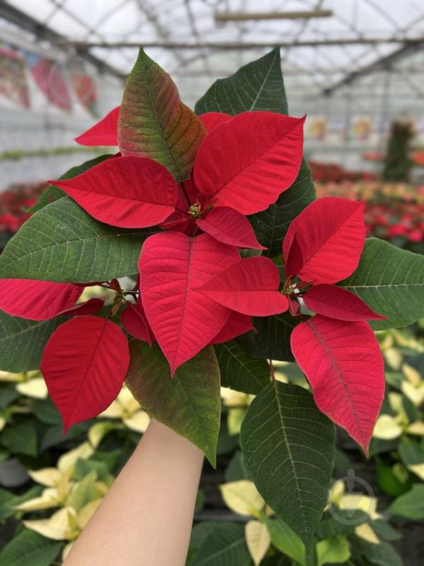 Растение Пуансеттия 12 - фото 3 Растение Пуансеттия 12 - фото 3
