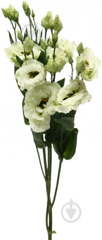 Эустома Alissa Green зеленая (Нидерланды) - фото 1 Эустома Alissa Green зеленая (Нидерланды) - фото 1