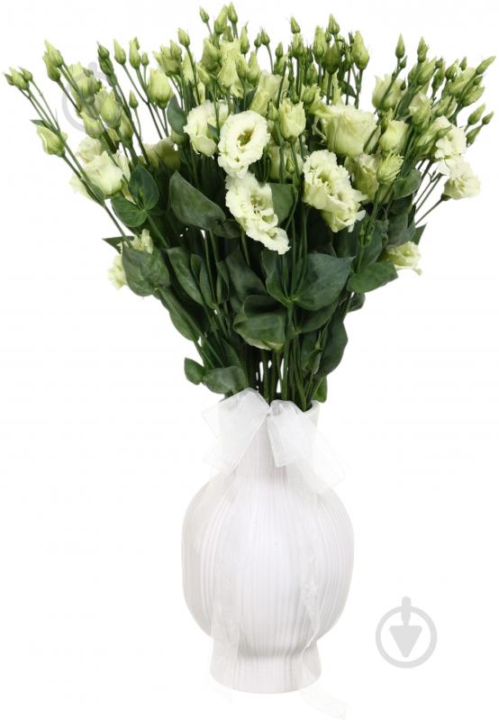 Эустома Alissa Green зеленая (Нидерланды) - фото 5 Эустома Alissa Green зеленая (Нидерланды) - фото 5