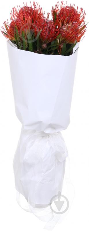 Леукоспермум Tango красный (Нидерланды) - фото 3