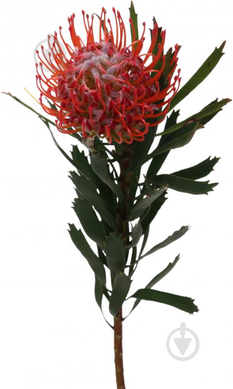 Леукоспермум Tango красный (Нидерланды) - фото 1