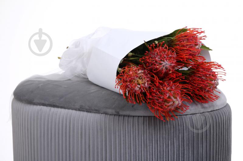 Леукоспермум Tango красный (Нидерланды) - фото 4