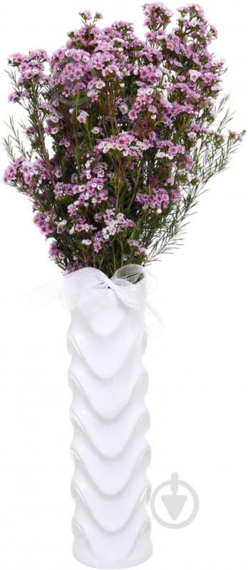 Хамелациум Adi розовый (Нидерланды) - фото 3