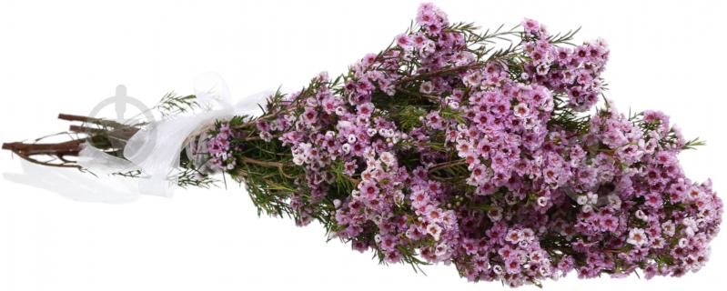 Хамелациум Adi розовый (Нидерланды) - фото 2