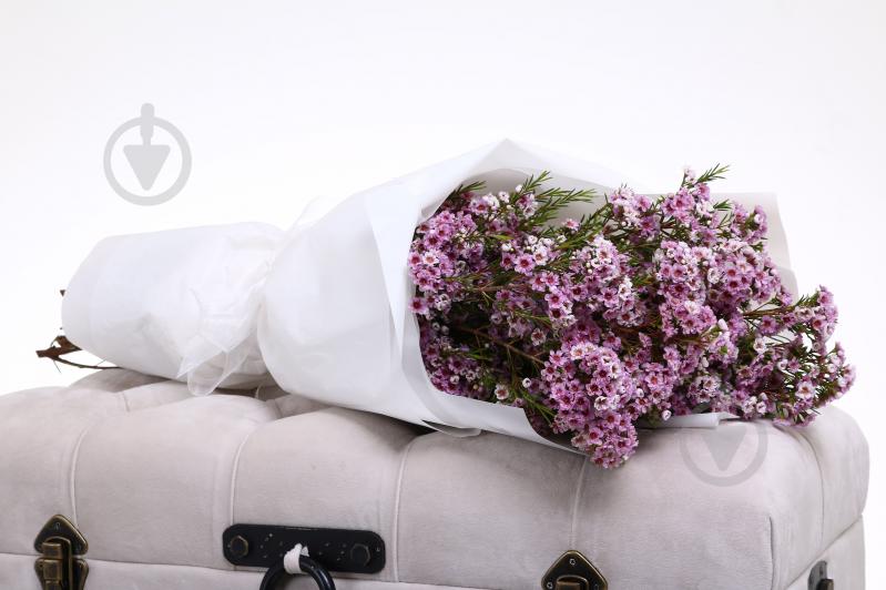 Хамелациум Adi розовый (Нидерланды) - фото 5