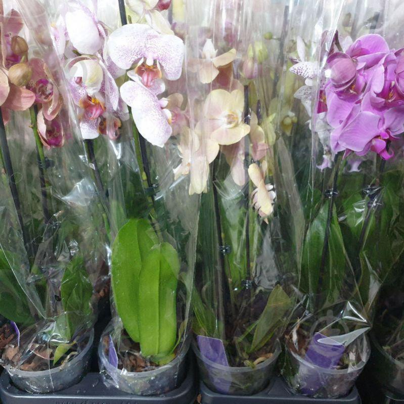 Рослина Фаленопсис (орхідея) 12х45 2 стовбура мікс (VG Orchids) - фото 1