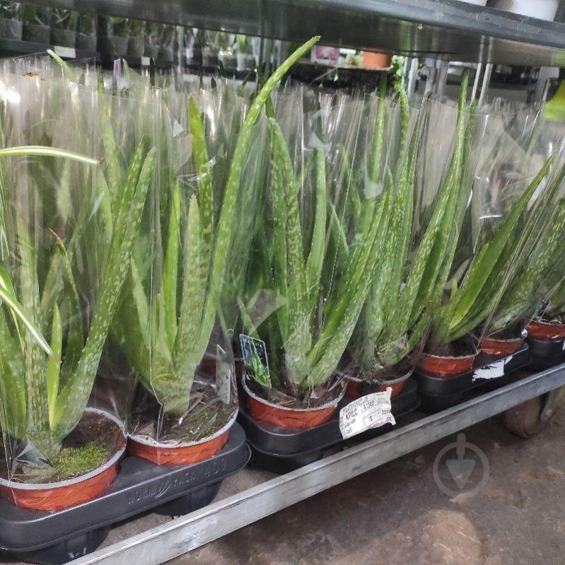 Растение Алоэ 12х35-40 Vera - фото 1 Растение Алоэ 12х35-40 Vera - фото 1