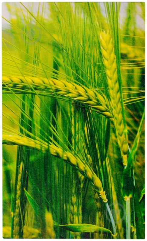 Картина модульная 3 части Пшеничное поле 90x50 см Eclipse МК011 - фото 3