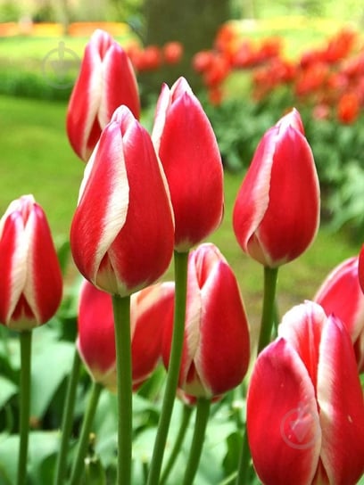 Луковица тюльпана триумф Кенди Эппл Делайт 3 шт. - фото 1